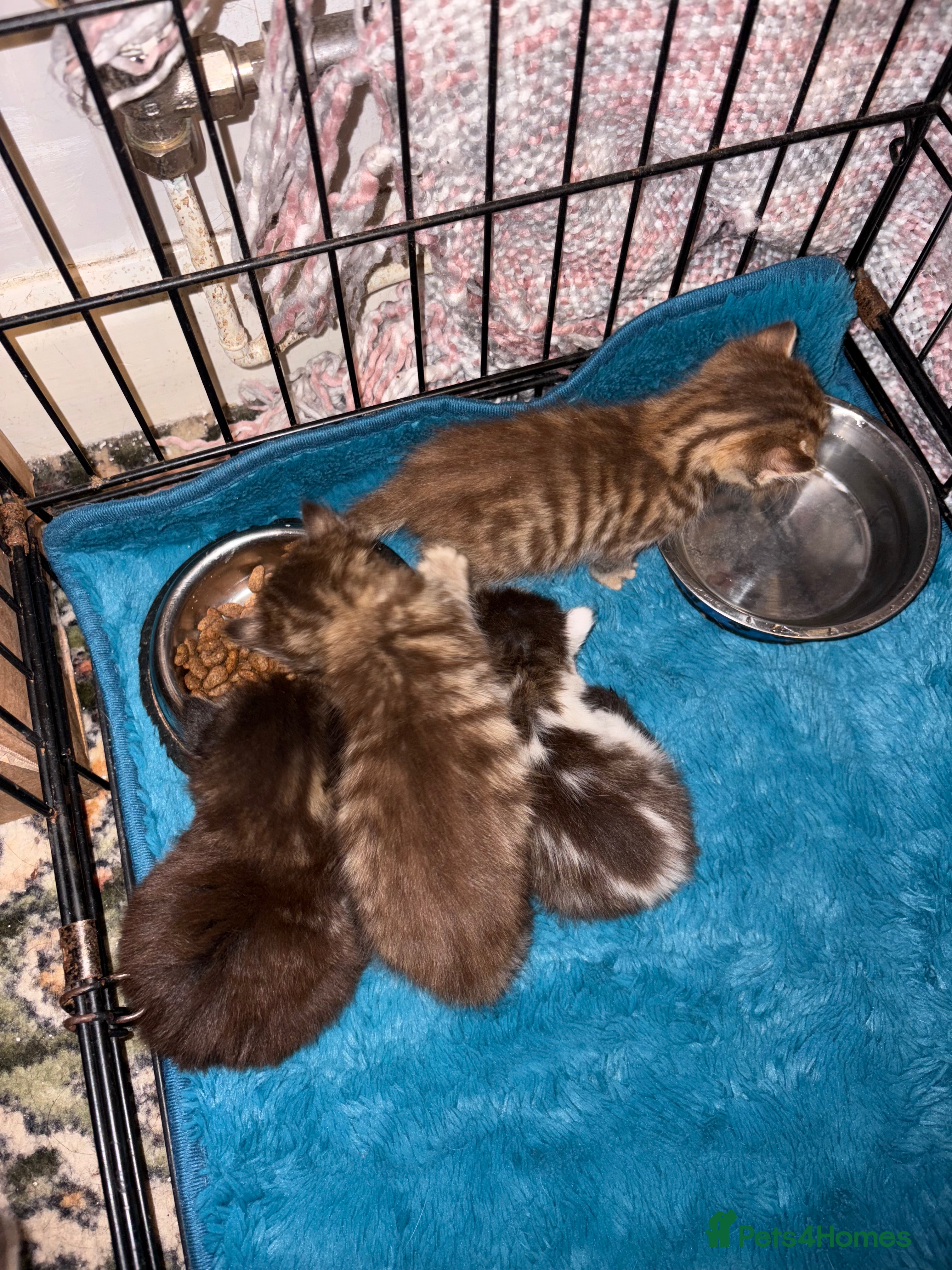 Mixed Breed cats 4 stunning Bombay X Norwegian kittens for sale - Advert 2