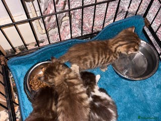 Mixed Breed cats 4 stunning Bombay X Norwegian kittens for sale - Advert 2