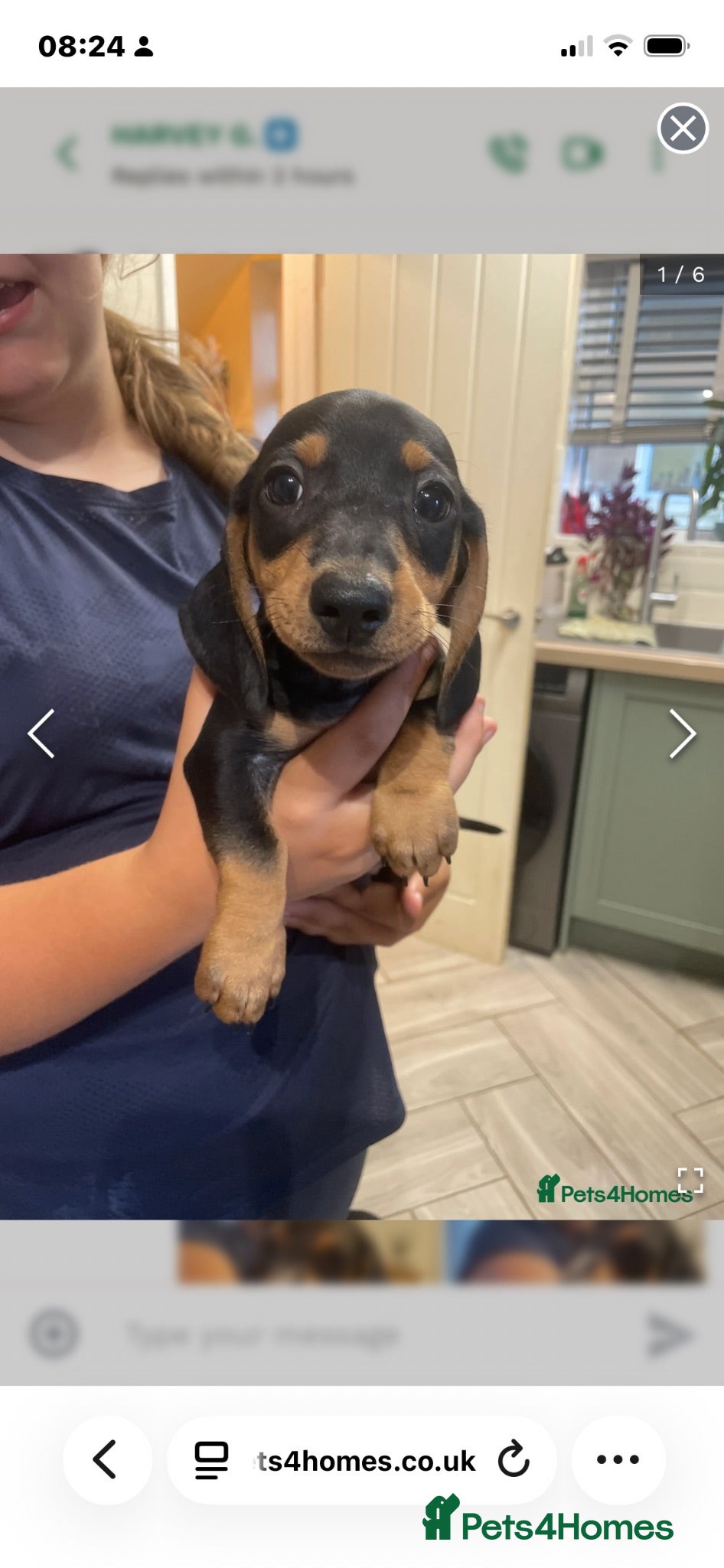Dachshund dogs Beautiful sliver merle & Black and Tan dachshunds - Advert 5