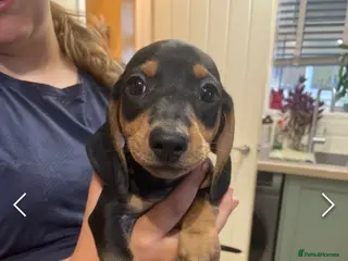 Dachshund dogs Beautiful sliver merle & Black and Tan dachshunds - Advert 5