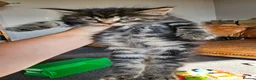 Mixed Breed cats for sale: Maine coon cross tabby - stunning fluffy kittens.. in Bridge of Weir - Advert 27
