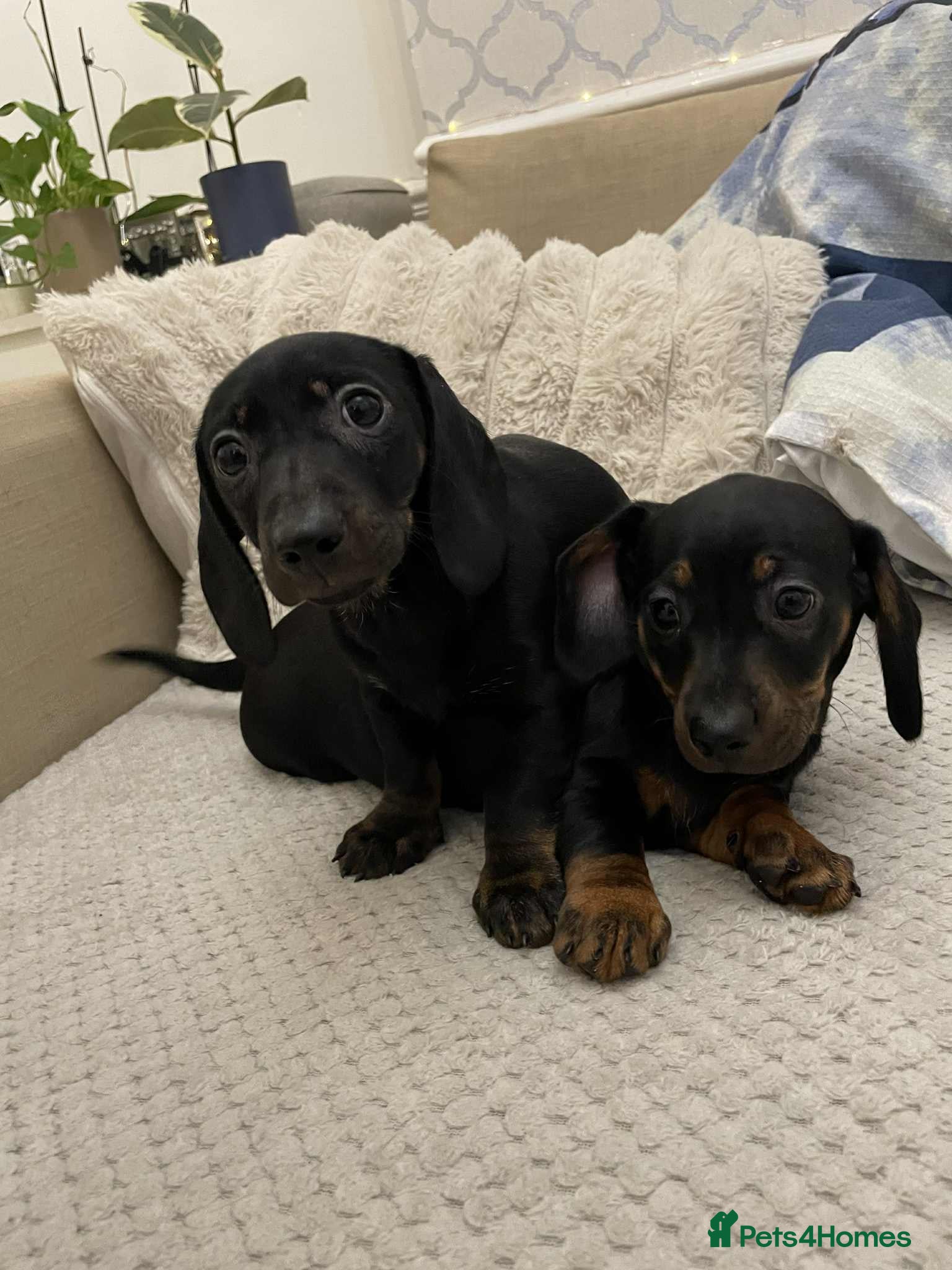 Miniature Dachshund dogs Stunning miniature dachshund  - Advert 2