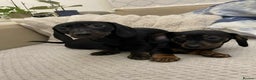 Miniature Dachshund dogs for sale: Stunning miniature dachshund  - Advert 1