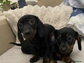 Miniature Dachshund dogs Stunning miniature dachshund - Advert 12