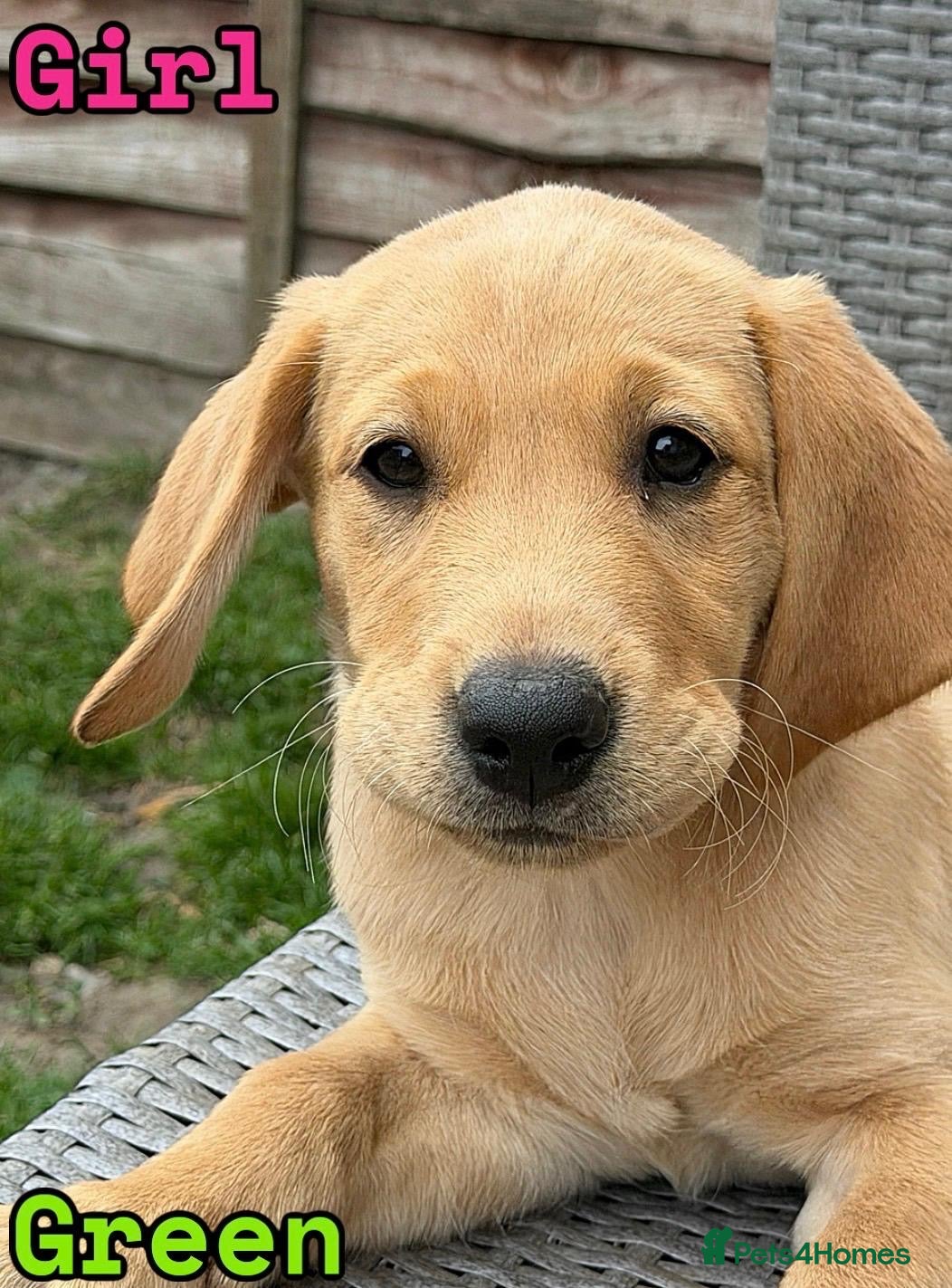 Labrador Retriever dogs 🐾 *******Last 3 girls READY TO LEAVE *******  🐾  - Advert 1