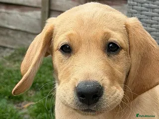 Labrador Retriever dogs 🐾 *******Last 3 girls REDUCED ******* 🐾 - Advert 1