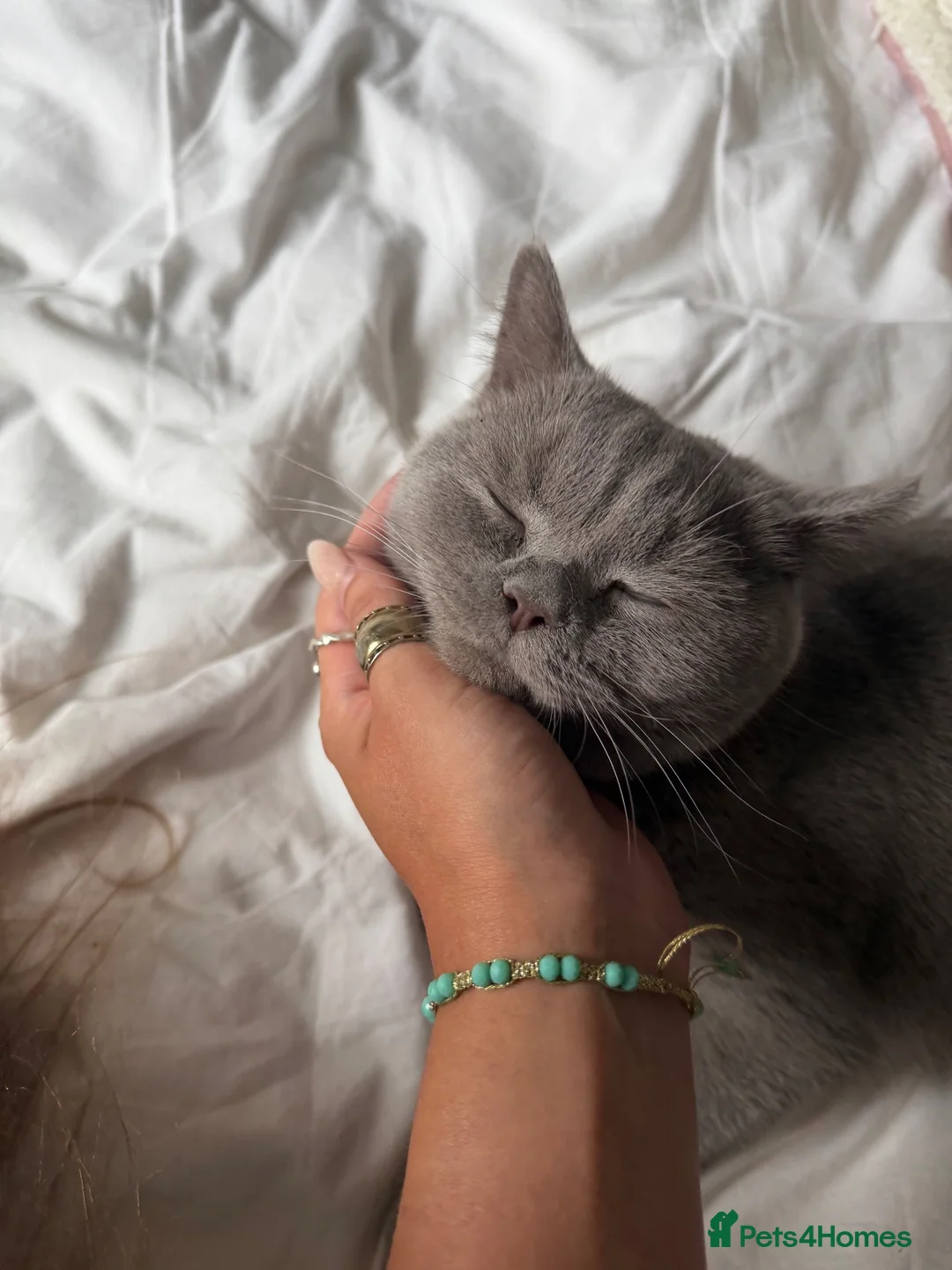 British Shorthair cats for sale: Beautiful British Shorthair for sale in Nottingham - Advert 2