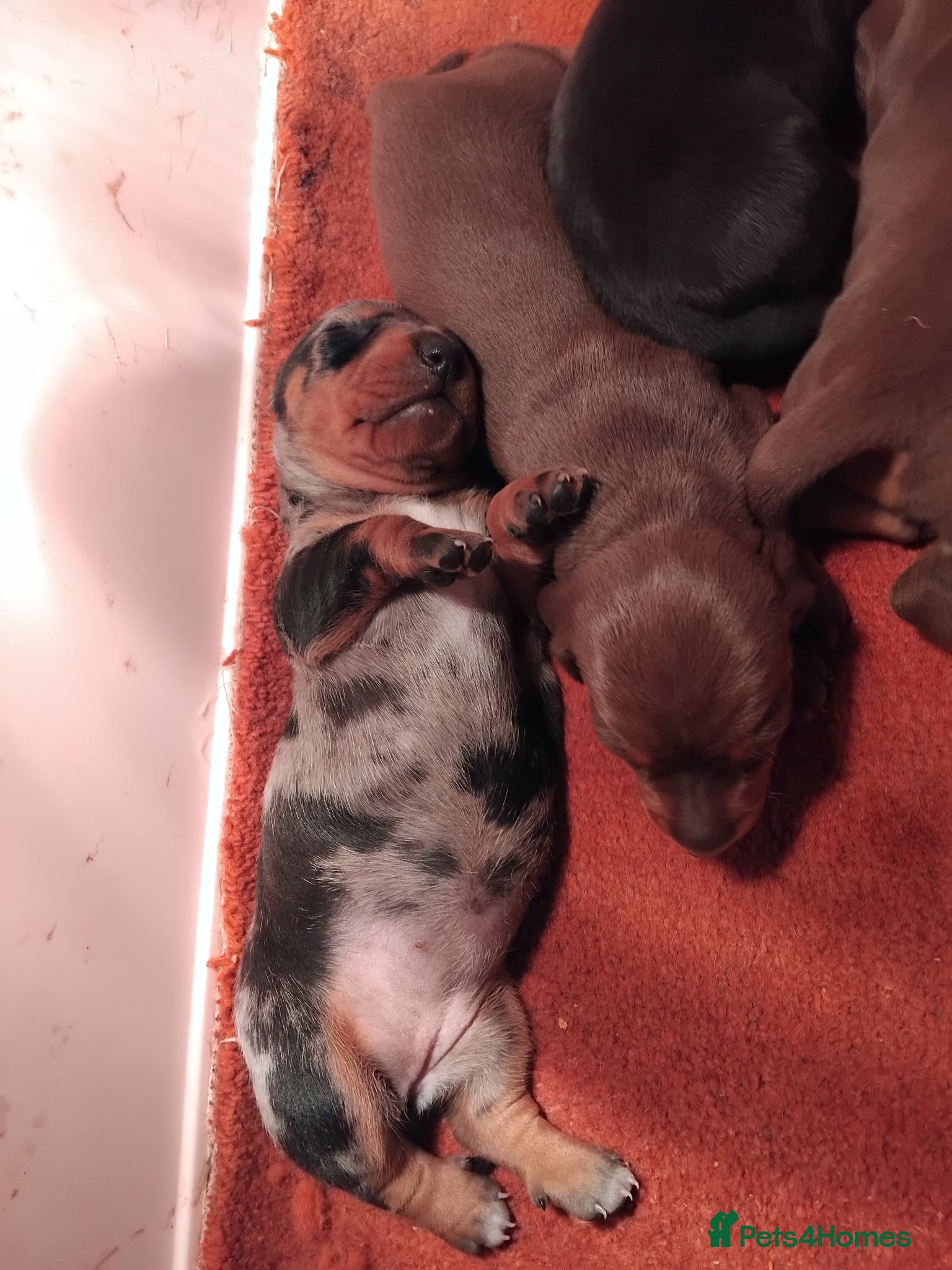 Miniature Dachshund dogs Miniature dachshund  - Advert 2