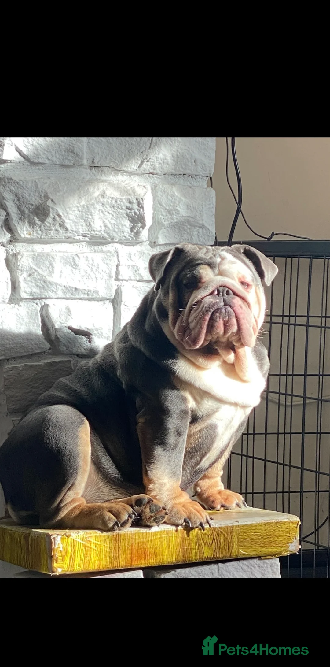 English Bulldog dogs for sale: English bulldog female - Advert 1