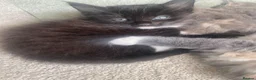 Mixed Breed cats for sale: Three kittens for sale - Advert 3