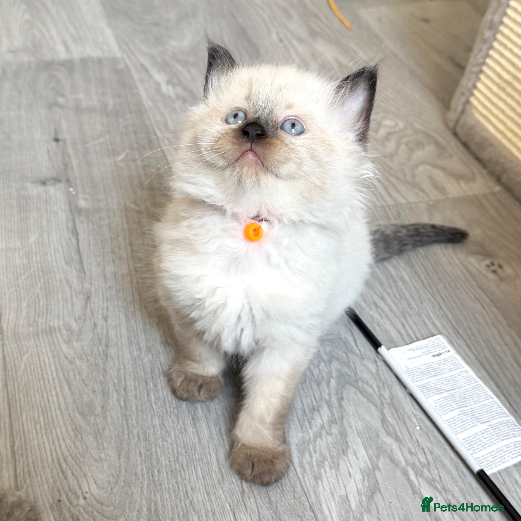 Ragdoll cats 4 Left - TICA Registered - Affectionate, Gentle - Advert 2