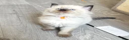Ragdoll cats for sale: 1 Girl & 2 Boys - TICA Registered - Cuddly, Gentle - Advert 31