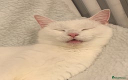 Turkish Angora cats for sale: Azula, 6/7 year old female Turkish angora  - Advert 4