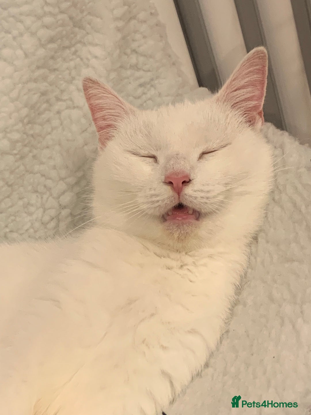 Turkish Angora cats for sale: Azula, 6/7 year old female Turkish angora  - Advert 4