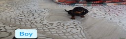 Dachshund dogs for sale: Miniature Dachshund puppies - Advert 6