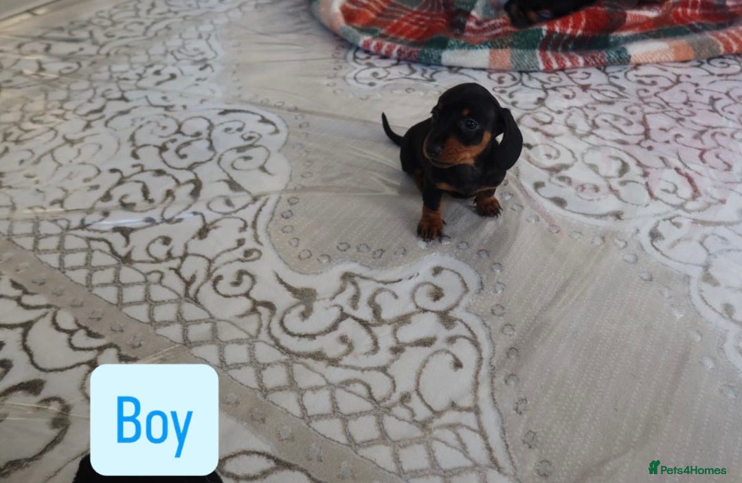 Dachshund dogs for sale: Miniature Dachshund puppies - Advert 6