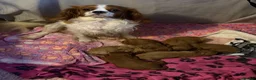 Cavapoo dogs for sale: Excessively dna health tested Cavapoo pups - Advert 27