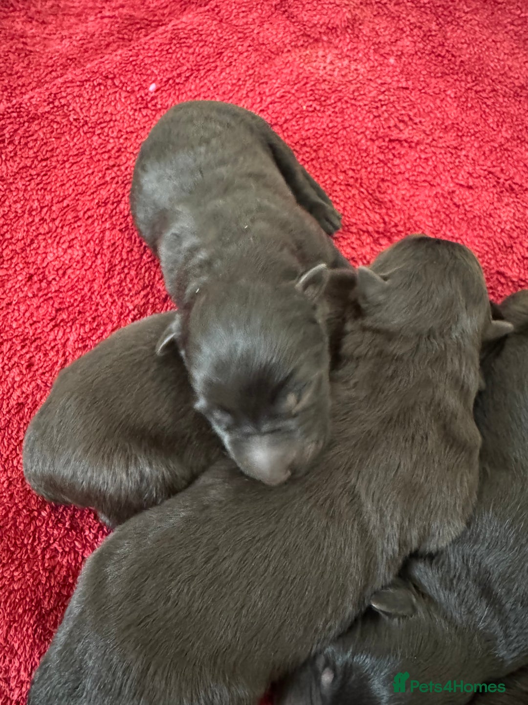 German Shepherd dogs for sale: German shepherd puppies for sale  - Image 5