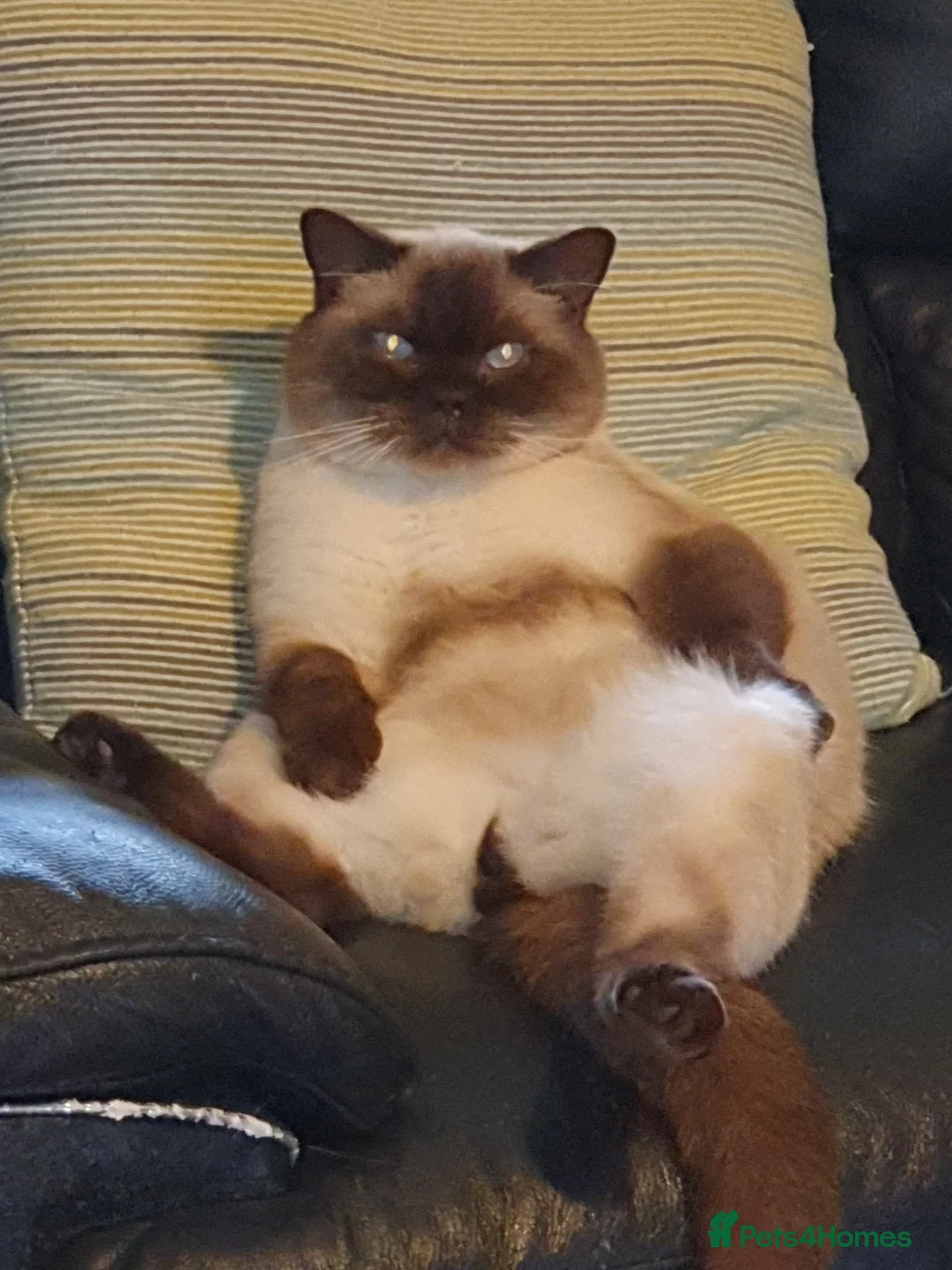 British Shorthair cats for sale: Lilac colourpoint  - Advert 2