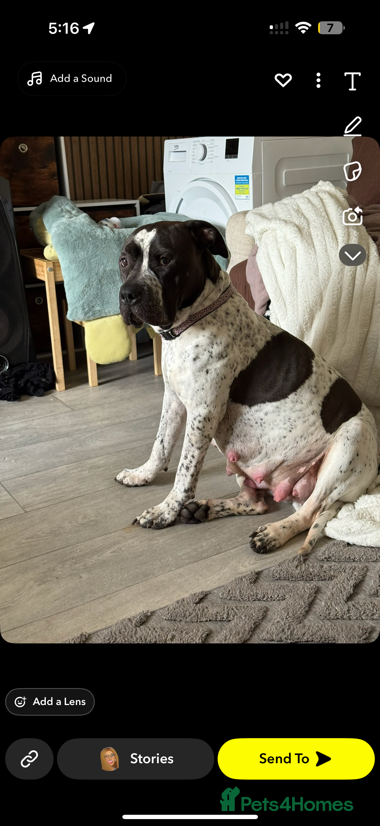 Mixed Breed dogs American bulldog / chowchow  - Advert 12