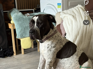 Mixed Breed dogs American bulldog / chowchow - Advert 12