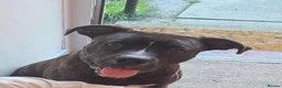 Mixed Breed dogs for sale: Blaze in Bolton - Advert 3