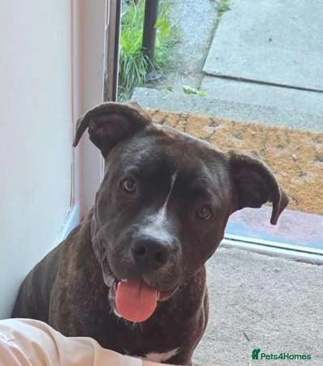 Mixed Breed dogs for sale: Blaze in Bolton - Advert 3