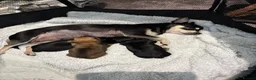 Mixed Breed dogs for sale: griffon cross Chihuahua puppies in Darlington - Advert 12