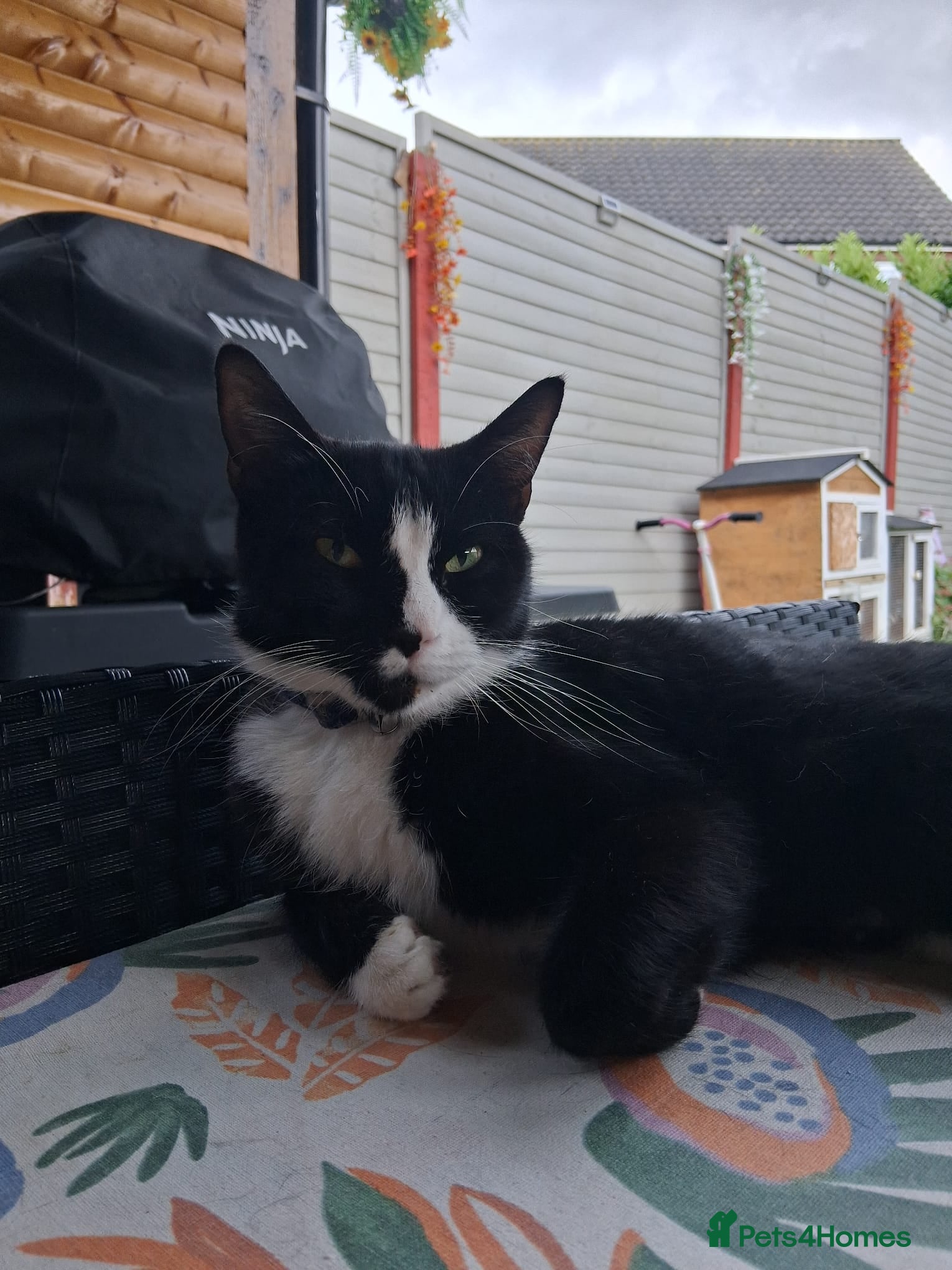 Mixed Breed cats for sale: 1 boy and 2 girls black and white ( tuxedo) - Advert 1