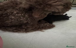 Toy Poodle dogs for sale: Tiny black toy poodle puppies KC registered - Image 5