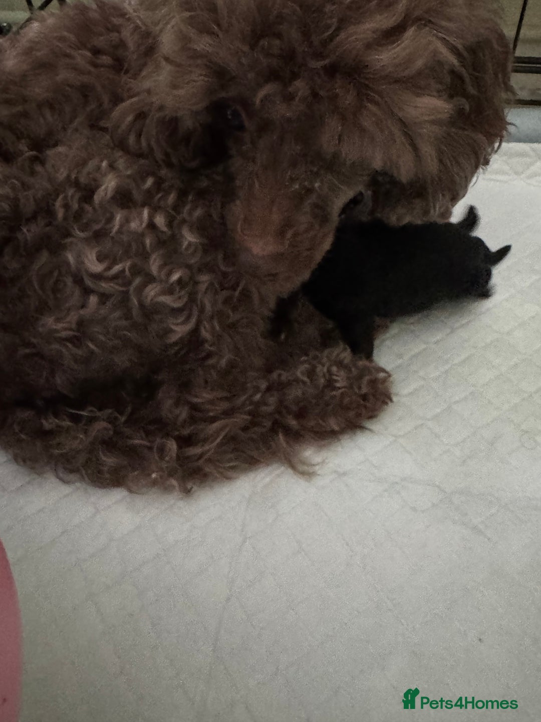 Toy Poodle dogs for sale: Tiny black toy poodle puppies KC registered - Image 5