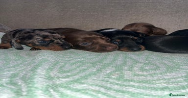 Miniature Dachshund dogs Miniature Dachshund Puppies  - Advert 3