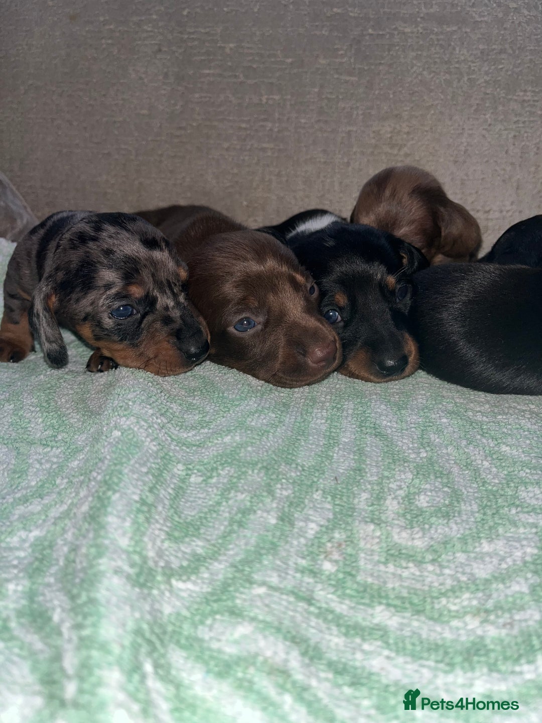 Miniature Dachshund dogs for sale: Miniature Dachshund Puppies  - Advert 6