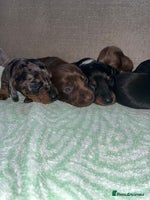 Miniature Dachshund dogs Miniature Dachshund Puppies - Advert 11