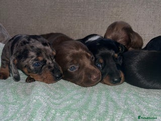 Miniature Dachshund dogs Miniature Dachshund Puppies - Advert 13
