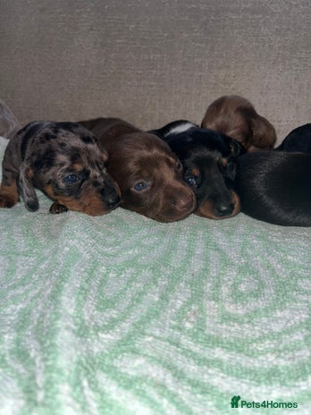 Miniature Dachshund dogs Miniature Dachshund Puppies - Advert 1
