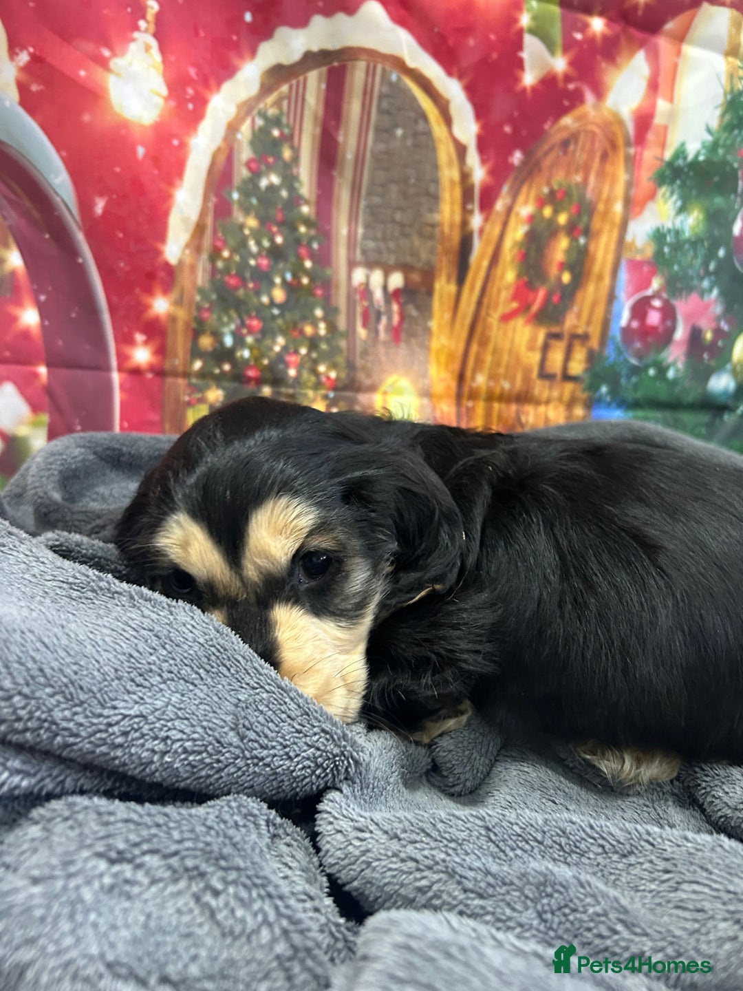 Cocker Spaniel dogs for sale: KC registered, health tested, Show cocker spaniels - Advert 11