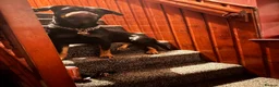 Rottweiler dogs for sale: Kc reg rotweiller pup waiting list now open  in Derby - Advert 6