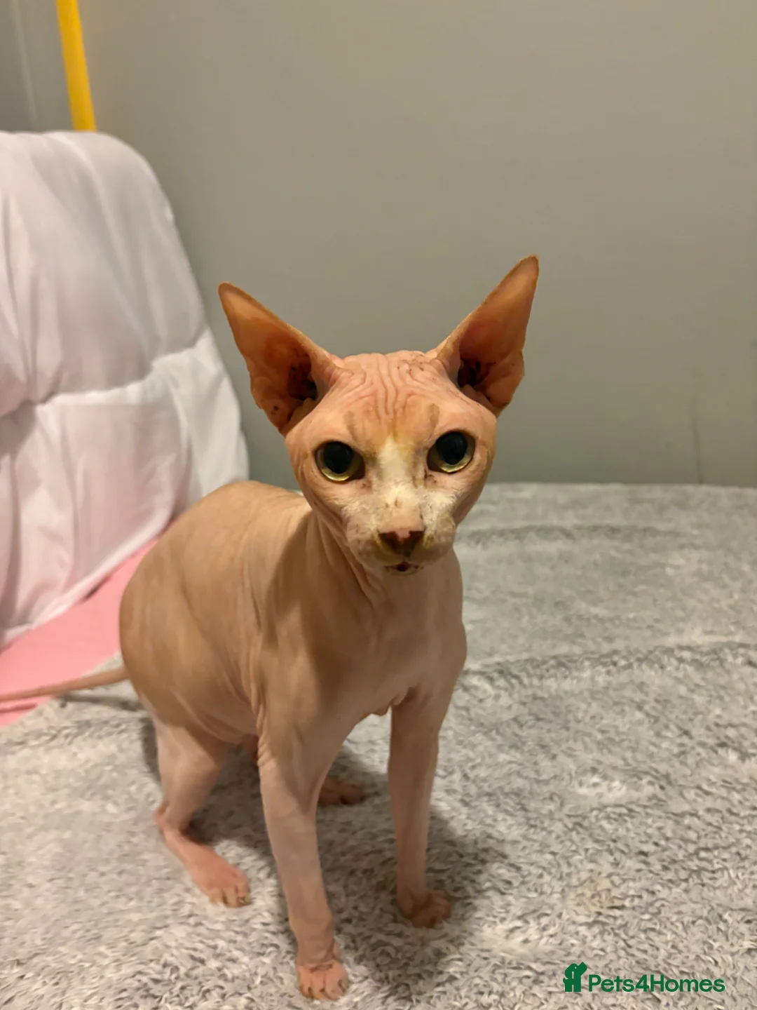 Sphynx cats for stud: PROVEN SPHYNX STUD in Tamworth - Advert 1