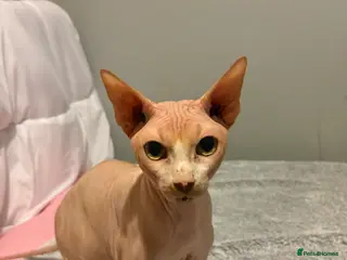 Sphynx cats PROVEN SPHYNX STUD - Advert 14