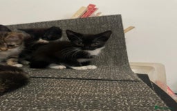British Shorthair cats for sale: Kittens  - Image 3