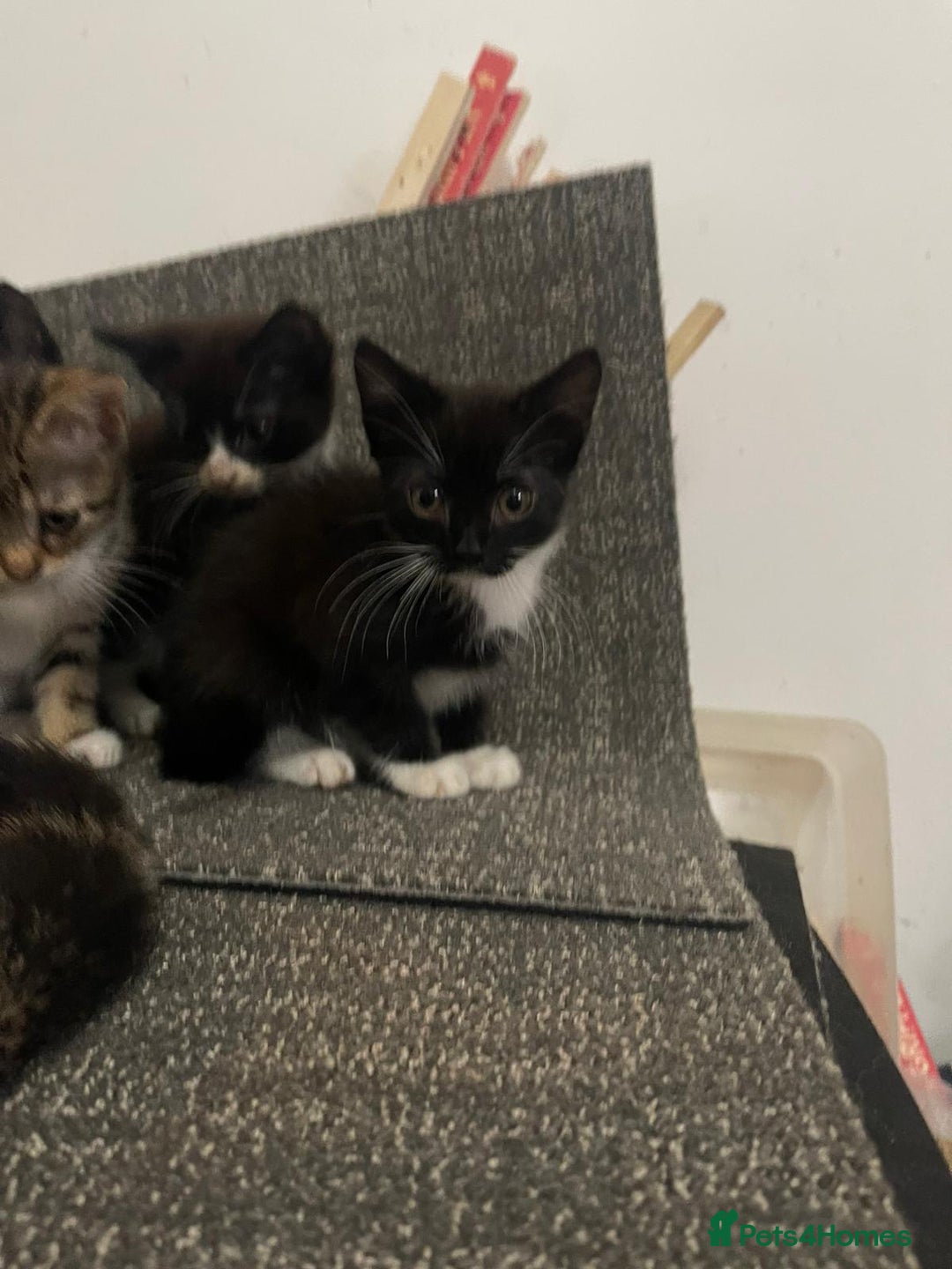 British Shorthair cats for sale: Kittens  - Image 3