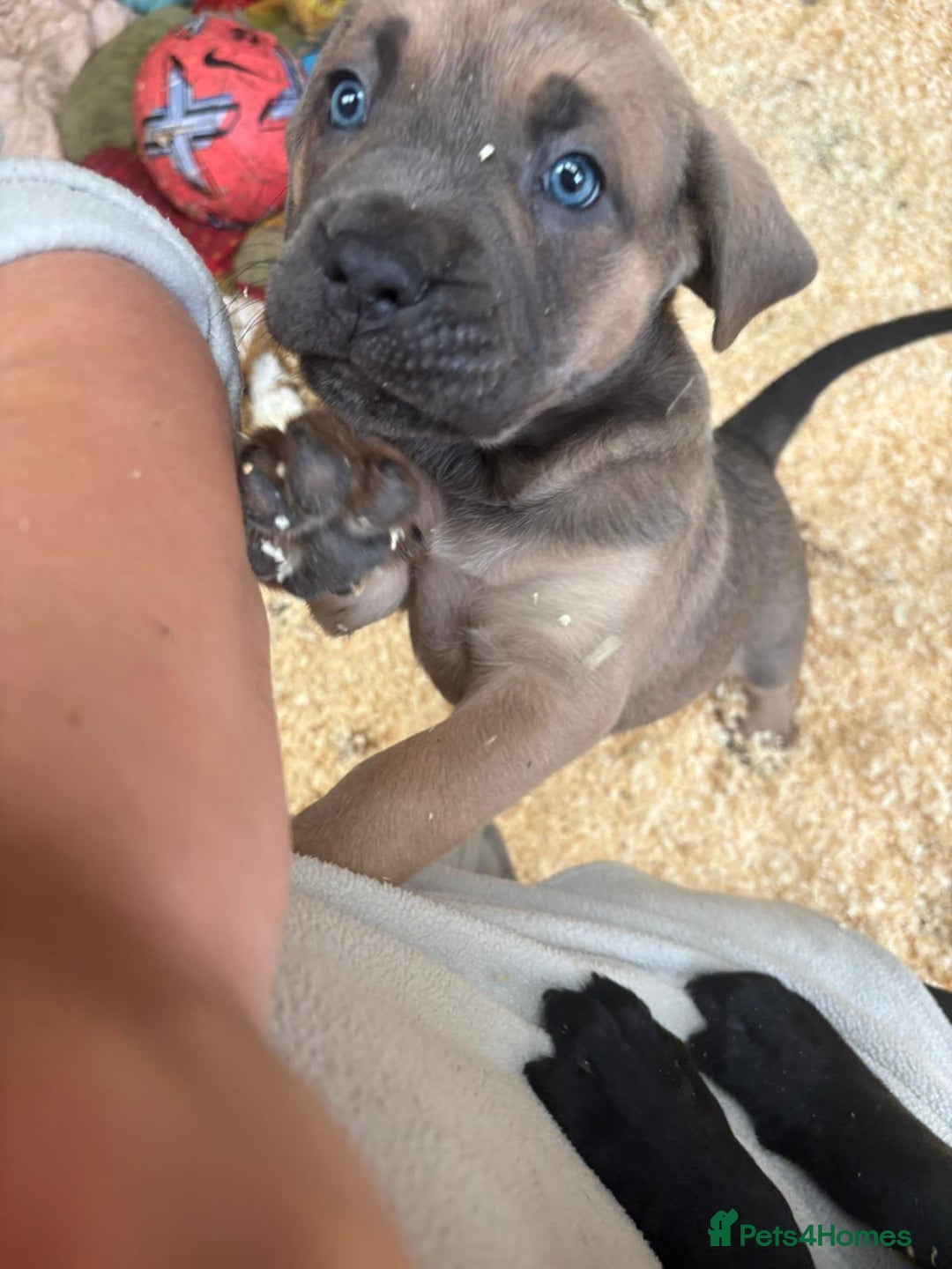 Cane Corso dogs for sale: Cane corso pups - Image 17