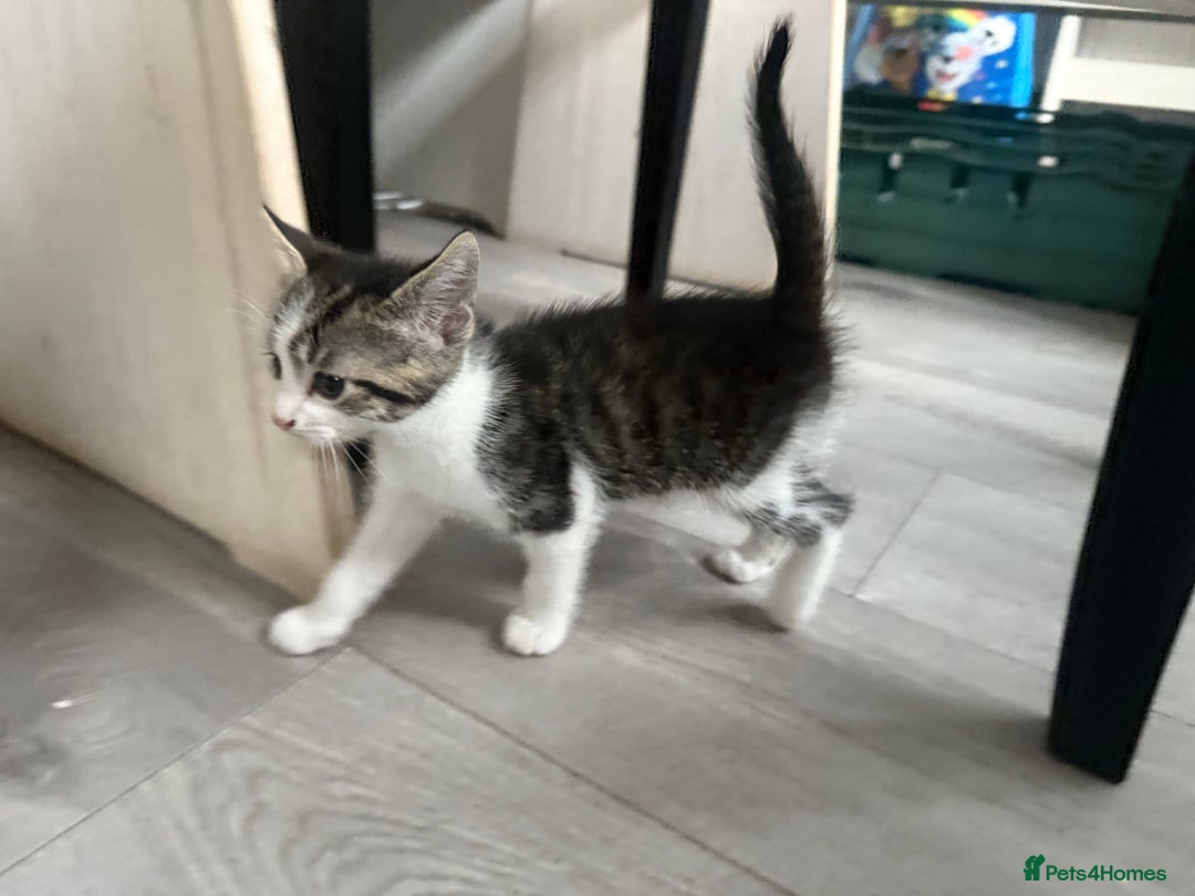 Mixed Breed cats for sale: Three beautiful kittens  - Image 17