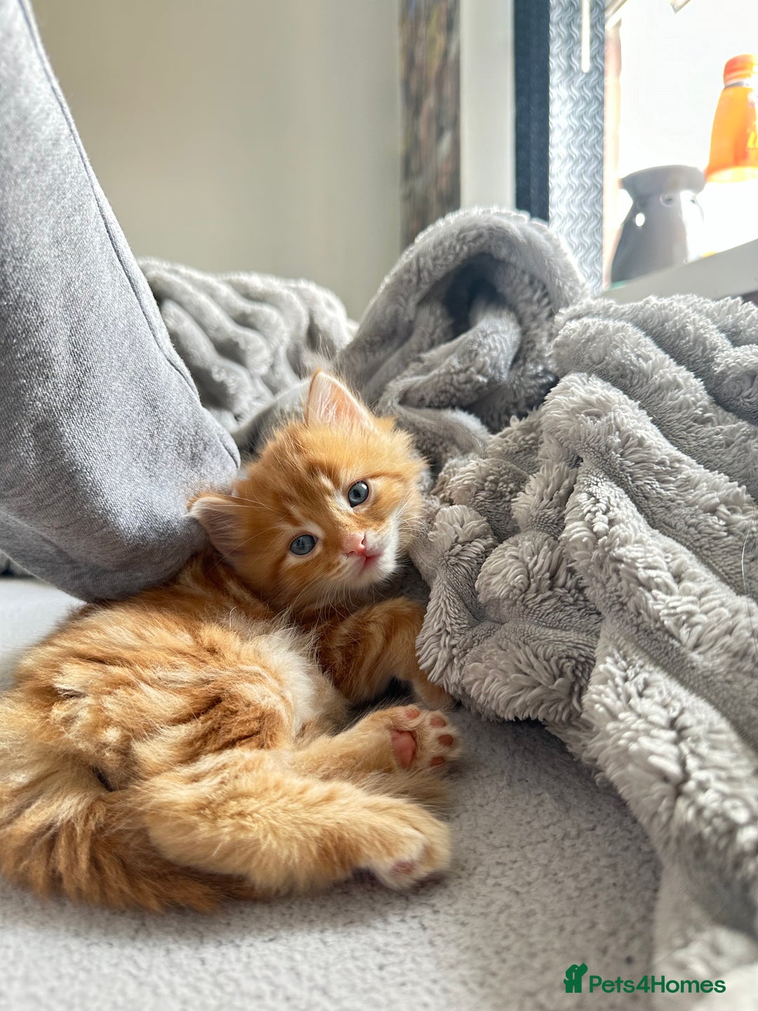 Mixed Breed cats for sale: Beautiful ginger kittens  - Image 2