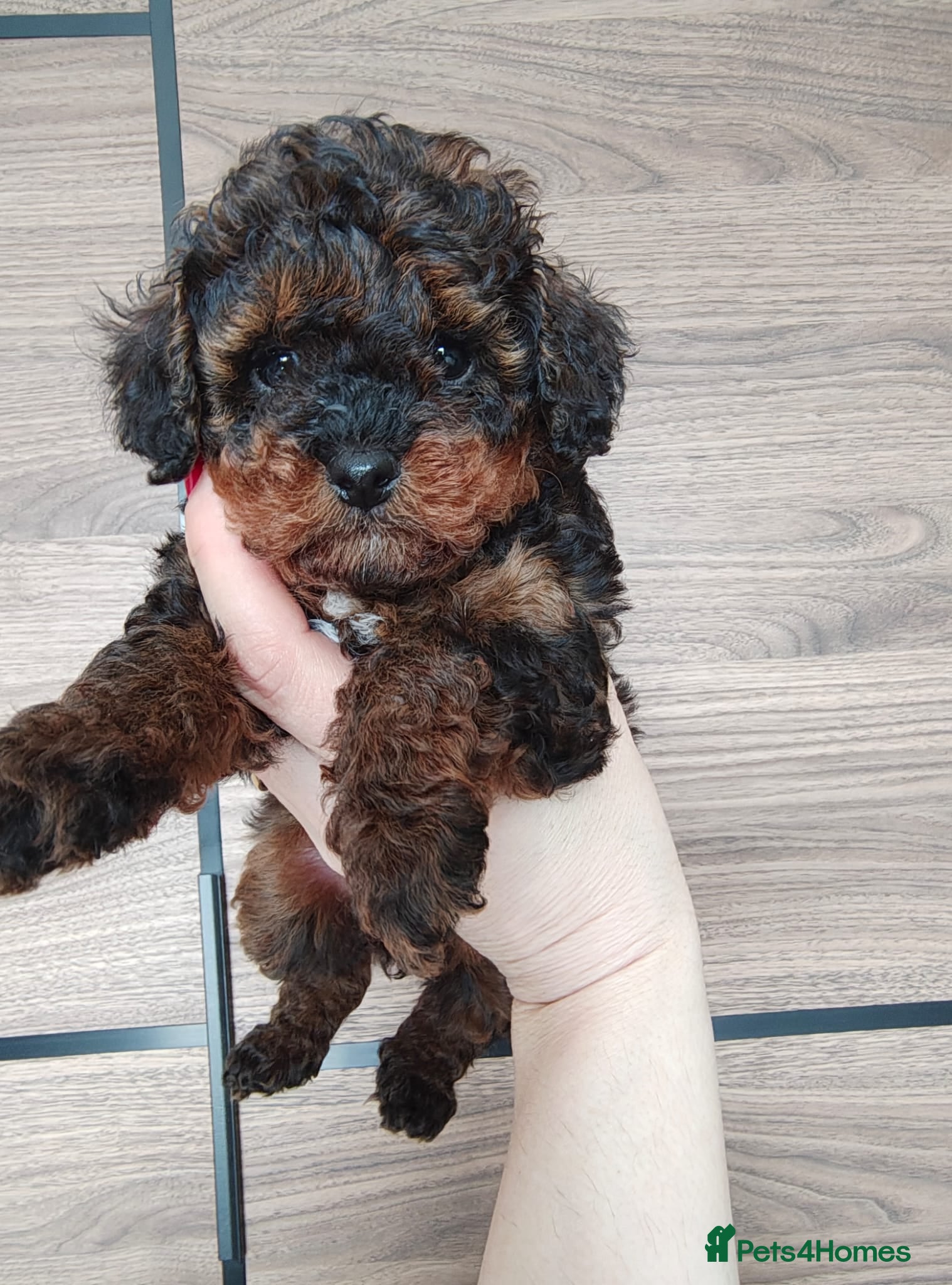 Toy Poodle dogs Toy Poodle Puppies KC registered - Advert 7
