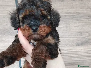 Toy Poodle dogs Toy Poodle Puppies KC registered - Advert 7