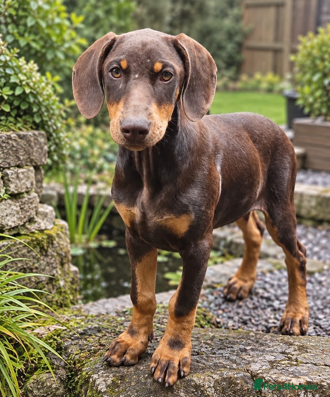 Dobermann dogs 🐾 Top Quality Male & female 🐾  - Advert 2