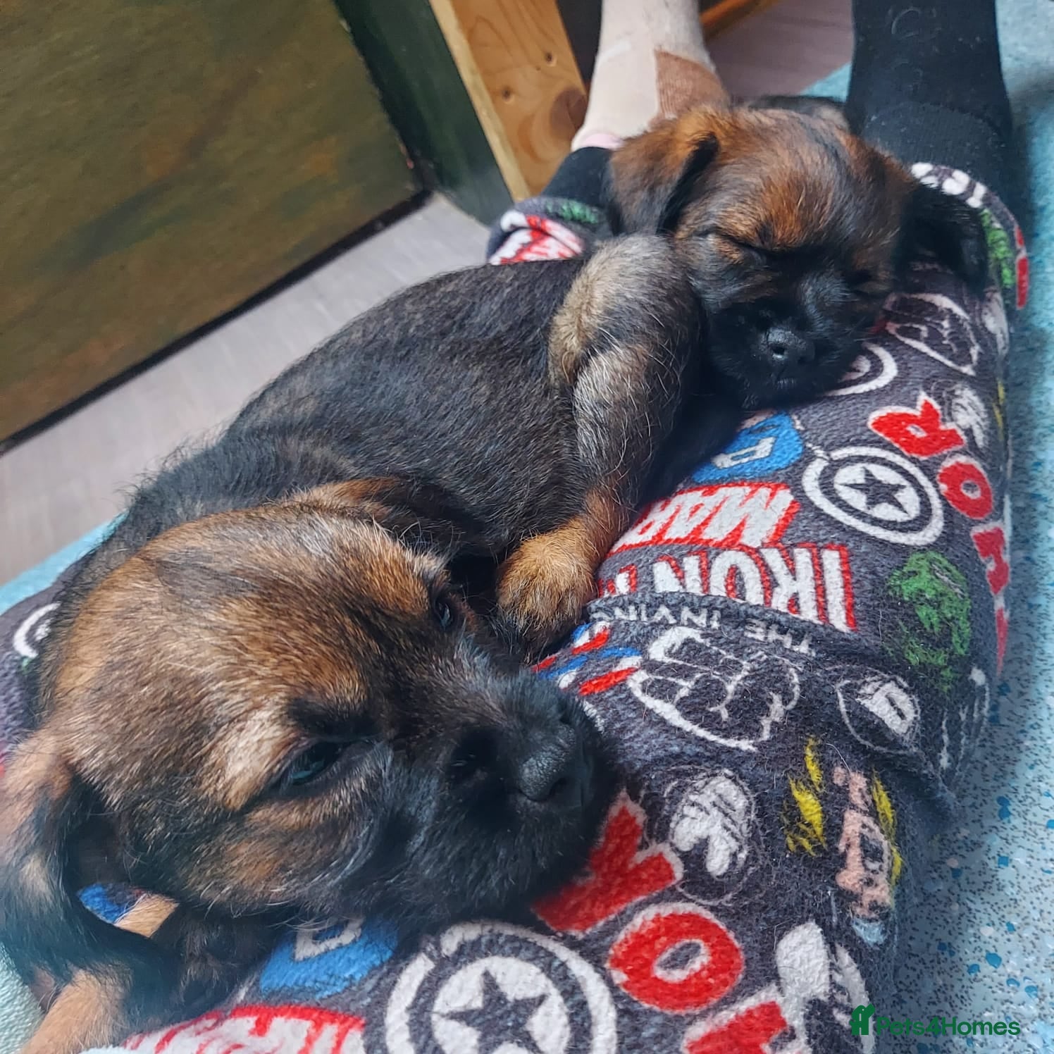 Border Terrier dogs Border terrier puppies for sale  - Advert 14