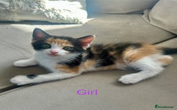 Domestic Shorthair cats for sale: 4 beautiful kittens looking for forever homes  - Image 9